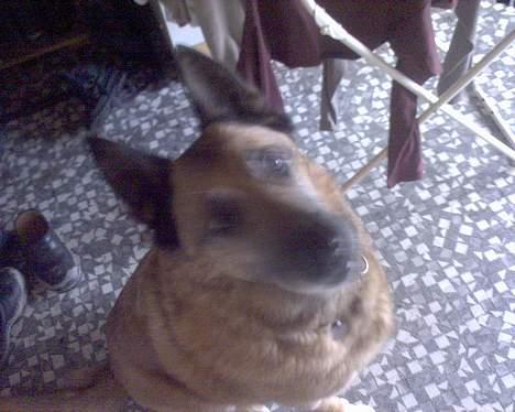 Belgisk hyrdehund Tyson(død) - jeg gider ikk mer billede 6