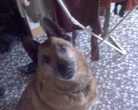 Belgisk hyrdehund Tyson(død) - jeg vi lege billede 7