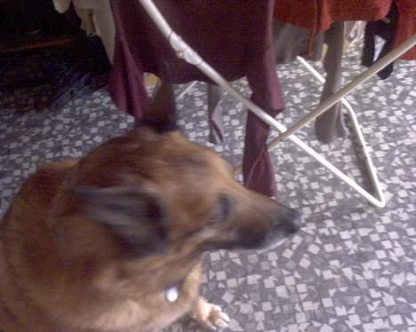 Belgisk hyrdehund Tyson(død) - det er pinlig billede 8