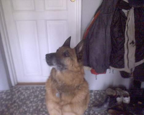 Belgisk hyrdehund Tyson(død) - lege lege lege billede 9