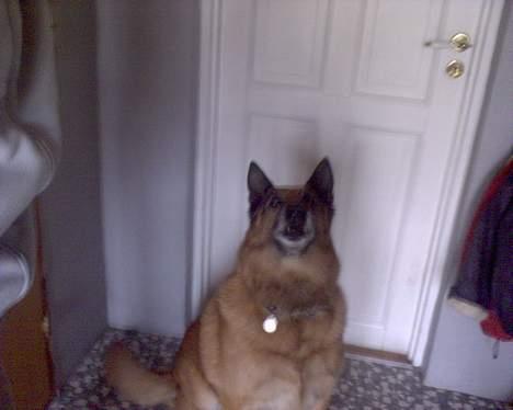 Belgisk hyrdehund Tyson(død) - vov vov billede 10