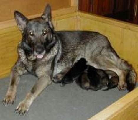 Schæferhund Ni-Busa's Djeannie - Her ligger jeg sammen me min mor og søskende... 3 dage gammel.. billede 13