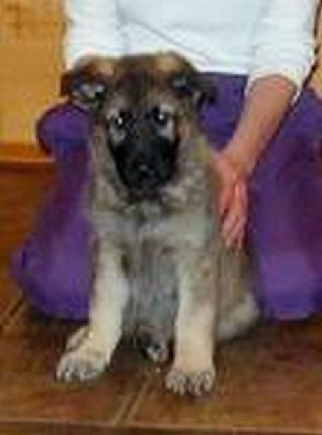 Schæferhund Ni-Busa's Djeannie - Her er jeg på kennelen 7 uger gammel.. Er jeg ikke sød??? billede 14