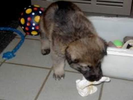 Schæferhund Ni-Busa's Djeannie - Hihi.. Jeg har stjålet en klud, og flygter fra mine søskende... =0) billede 15