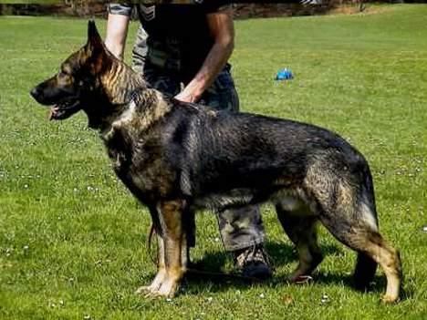 Schæferhund Ni-Busa's Djeannie - Min far Harley... billede 16