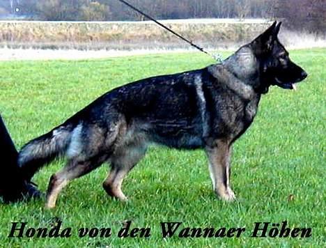 Schæferhund Ni-Busa's Djeannie - Og min moar Honda.. Hun er da smuk... billede 17