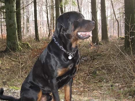 Rottweiler Tyson - Jeg elsker at være i skoven billede 6