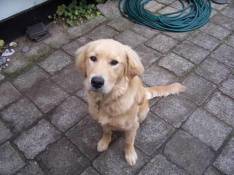 Blanding af racer Aslan "LØVEN" - Her sidder han ligeså fint <333 billede 20