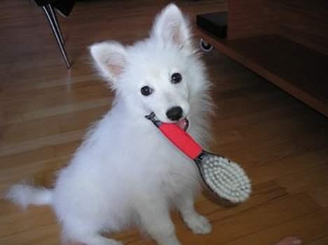 Japansk spids Bongo - Her er jeg 15 uger gammel. Jeg skal lige til at børstes, det er bare sjovt!!! billede 11