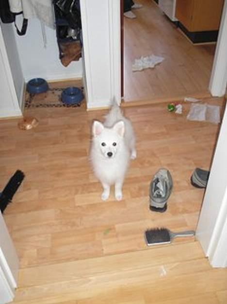 Japansk spids Bongo - Ha ha... se hvor jeg kan rode... (15 uger) billede 12