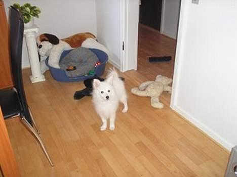 Japansk spids Bongo - Det er så min kurv.. Jeg er lidt af en "skade", alt hvad jeg finder blive gemt i kurven :-) billede 13