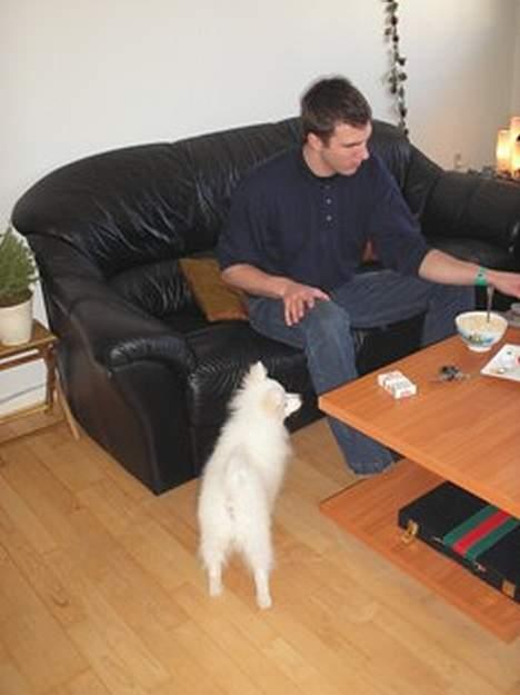 Japansk spids Bongo - Hey far... gi´r du ikke lige en bid (15 uger) billede 14