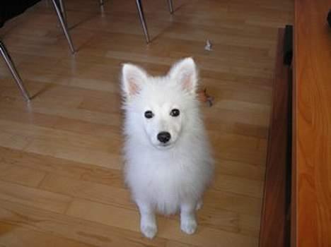 Japansk spids Bongo - Jeps... Jeg satser på at blive fotomodel når jeg bliver voksen.. billede 15