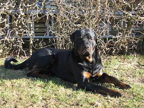 Rottweiler Tyson - Kongen i min egen have billede 7