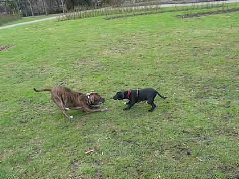 Staffordshire bull terrier Bono - Murphy og Bono i kamp om en pind billede 7