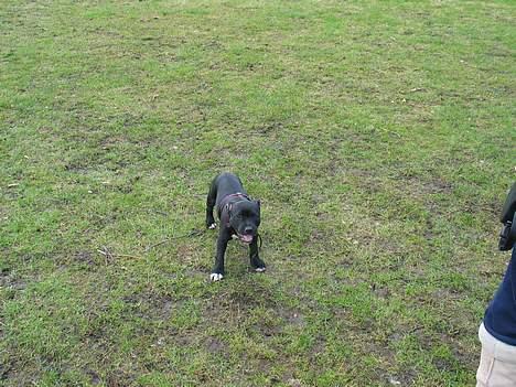 Staffordshire bull terrier Bono - Og Bono slap væk med den billede 8