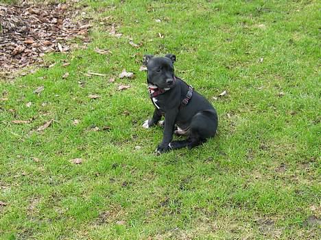 Staffordshire bull terrier Bono - Puha et lille hvil billede 9