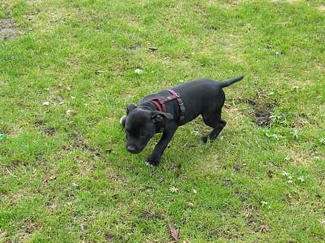 Staffordshire bull terrier Bono - 14 uger billede 10