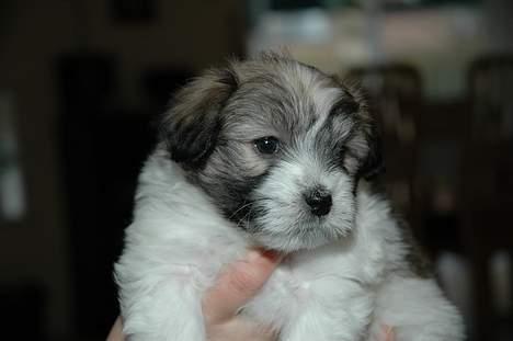 Coton de tulear Uniq Coton Sergent Pepper billede 4