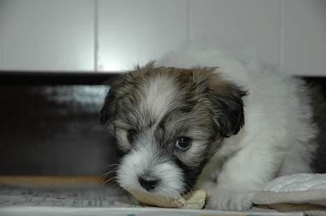 Coton de tulear Uniq Coton Sergent Pepper billede 5