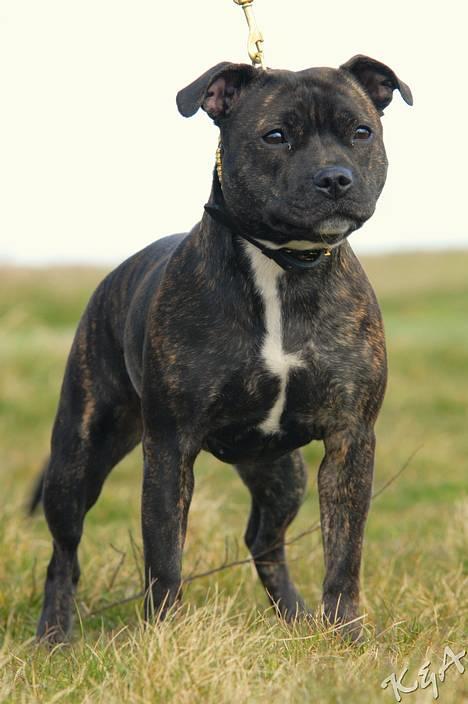 Staffordshire bull terrier Luna - 06.04.07. billede 11