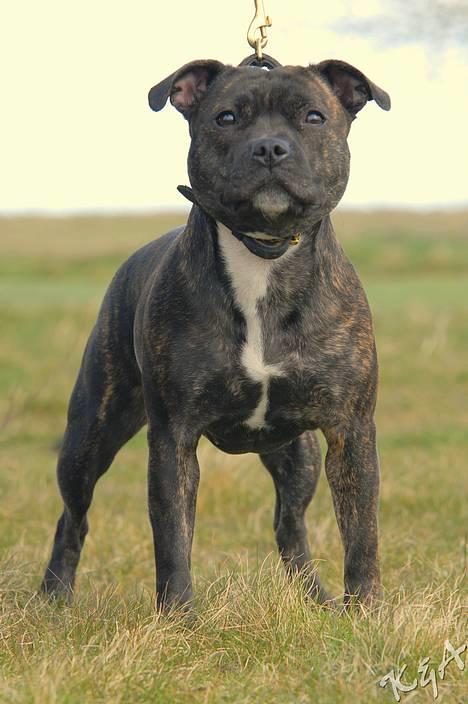 Staffordshire bull terrier Luna - Lidt mere stå, he he ;o) billede 12