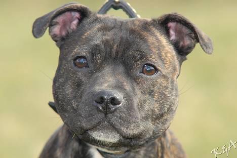 Staffordshire bull terrier Luna - Så yndig hun er :o) billede 13