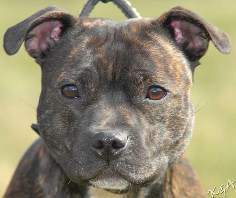 Staffordshire bull terrier Luna - 06.04.07. billede 14