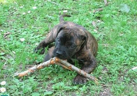 Dogo canario Centinela De Irema Curto  billede 1