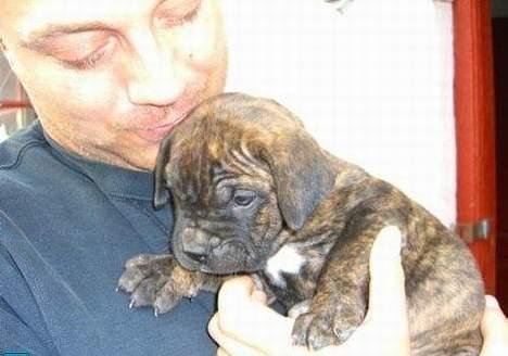 Dogo canario Centinela De Irema Curto  billede 2