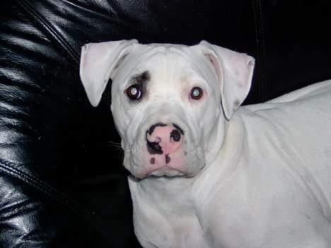 Amerikansk bulldog Kaizer - Nu sidder jeg stille .... billede 2