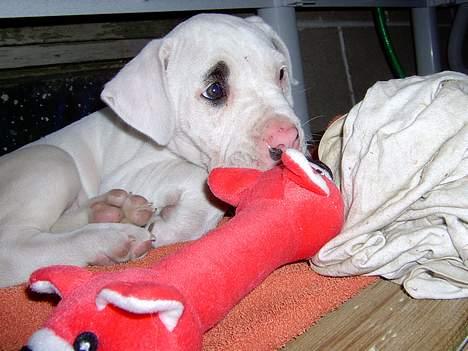 Amerikansk bulldog Kaizer - Første aften med mit pivedyr i mit nye hjem billede 3