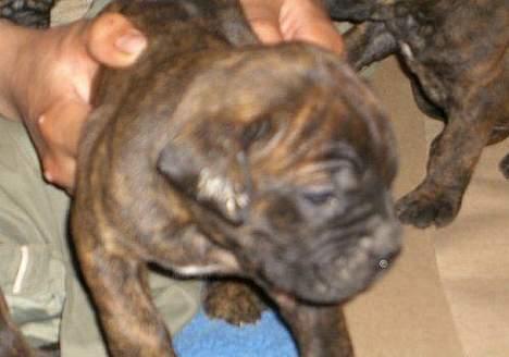 Dogo canario Centinela De Irema Curto  billede 3