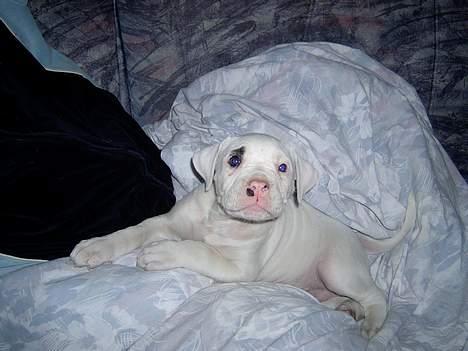 Amerikansk bulldog Kaizer - Hvem er det der står der? billede 4