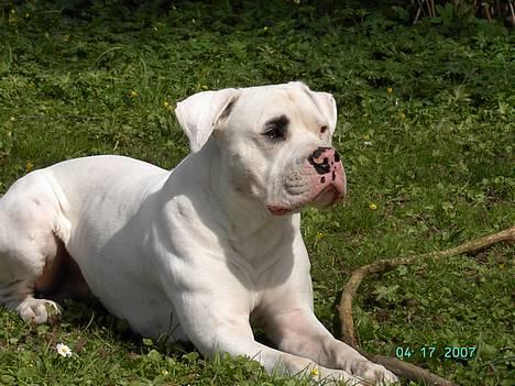 Amerikansk bulldog Kaizer - *nyt* april 2007 billede 5