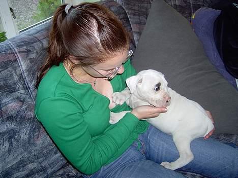 Amerikansk bulldog Kaizer - Det er så min mor og mig.. billede 6