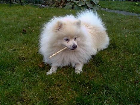 Pomeranian Pamuk billede 1