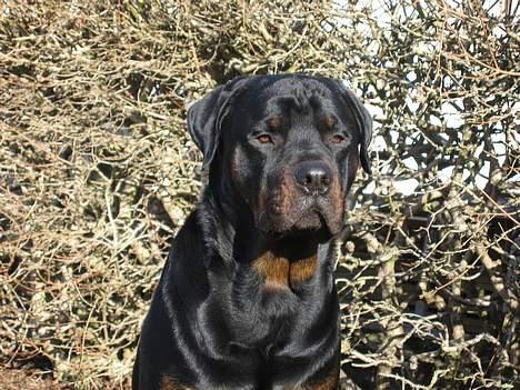 Rottweiler Tyson billede 8