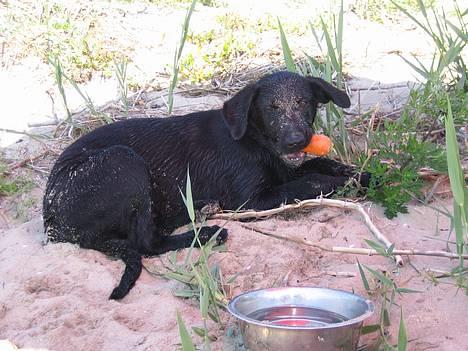 Labrador retriever Freja - En dejlig dag på stranden....  billede 1
