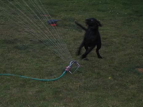 Labrador retriever Freja - JAAAHHUUEEE!!!!..... Jeg elsker vand... billede 2