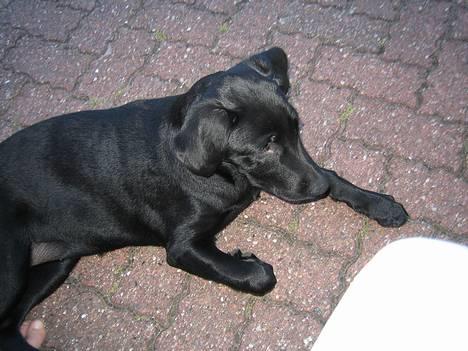 Labrador retriever Freja - Freja slapper af på de varme fliser en sommer aften. billede 3