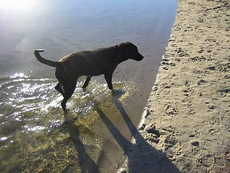 Labrador retriever Freja - En tur ved badesøen...man er jo en vandhund ;o) billede 4