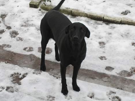 Labrador retriever Freja - Hvem mig...??? billede 5