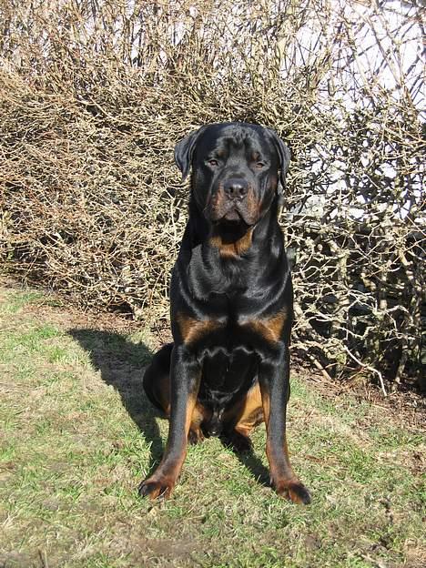 Rottweiler Tyson billede 9