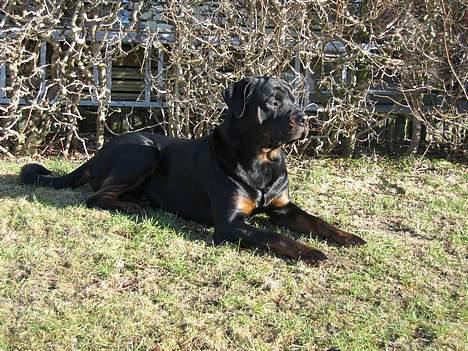 Rottweiler Tyson billede 10