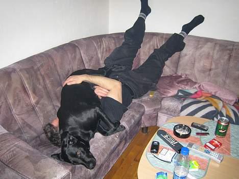 Labrador retriever Freja - Hold da kæft jeg ligger godt :o) billede 6