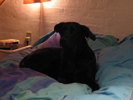 Labrador retriever Freja - Hva er der galt??? billede 7