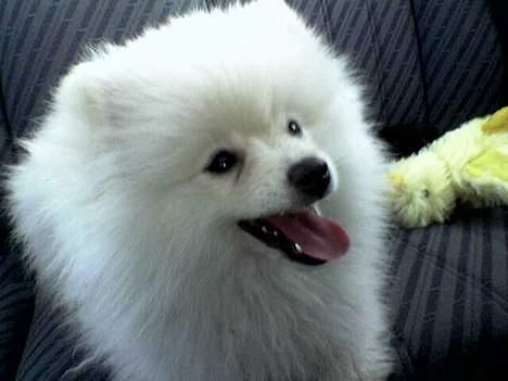 Pomeranian Pamuk billede 2