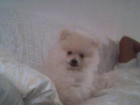Pomeranian Pamuk billede 3