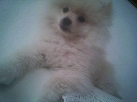 Pomeranian Pamuk billede 4
